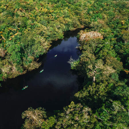 Forest in Amazônia